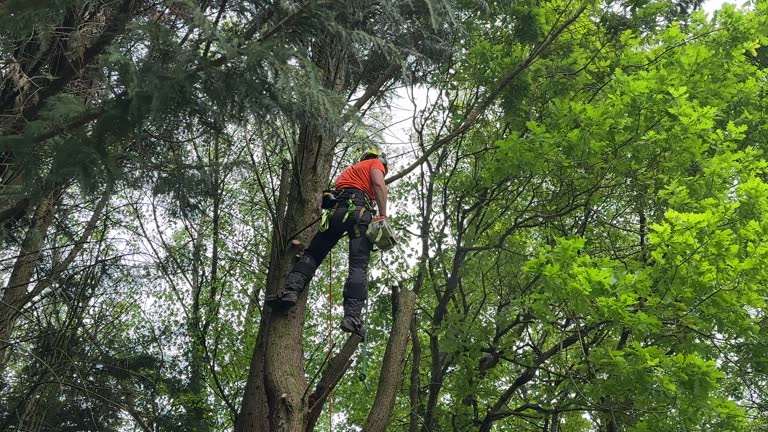 How Our Tree Care Process Works  in  Monticello, KY